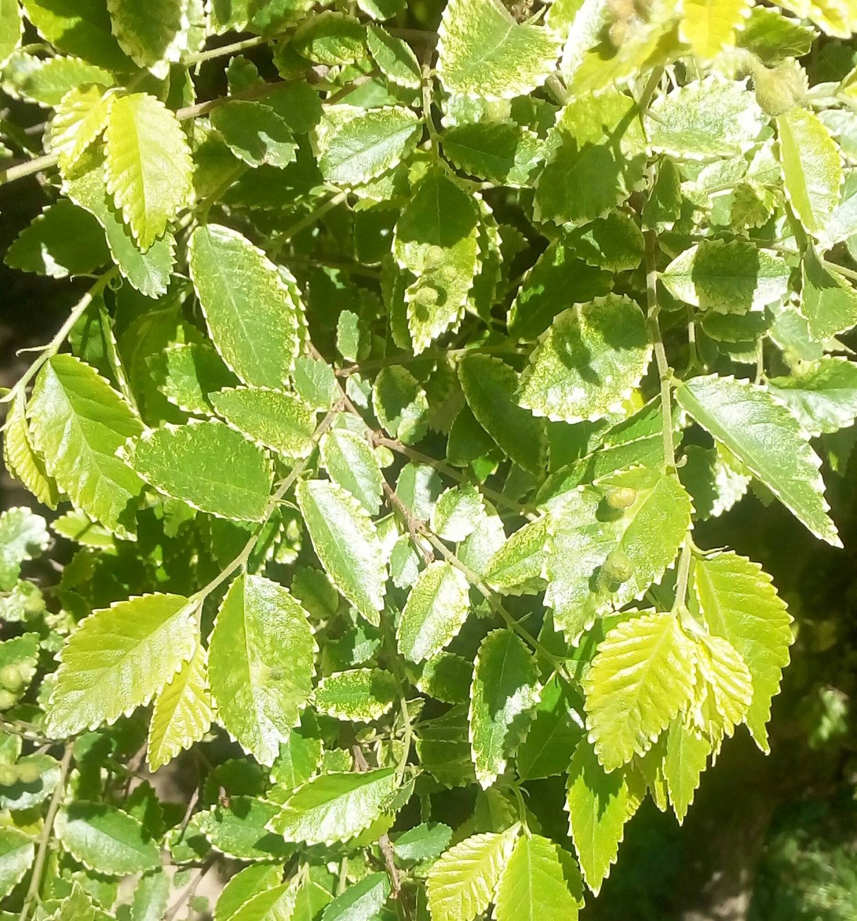 Айлант altissima