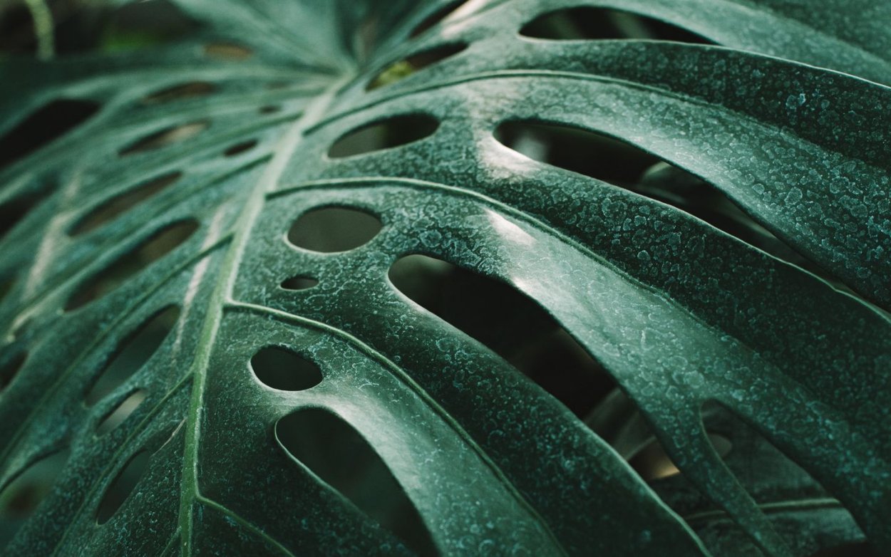 Эстетика листьев зеленых