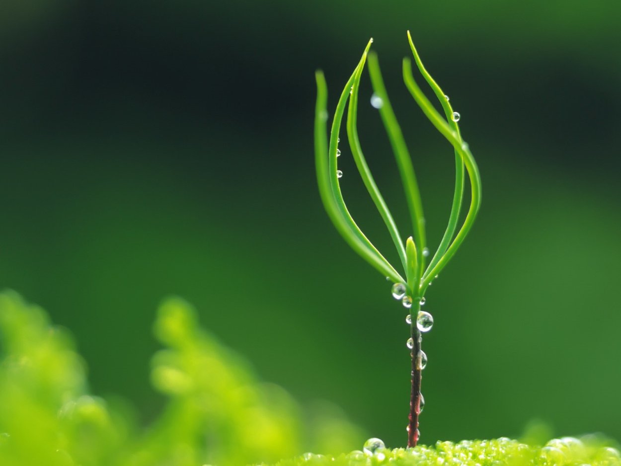 Светолюбивые (гелиофиты)