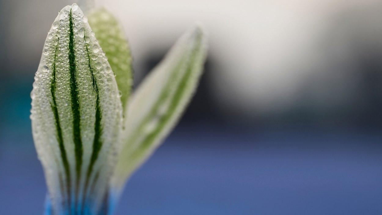 Суккулент Фибоначчи