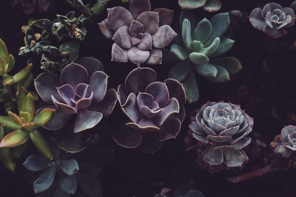 Папоротник пальмы монстера