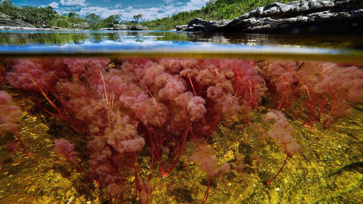 Венерина мухоловка