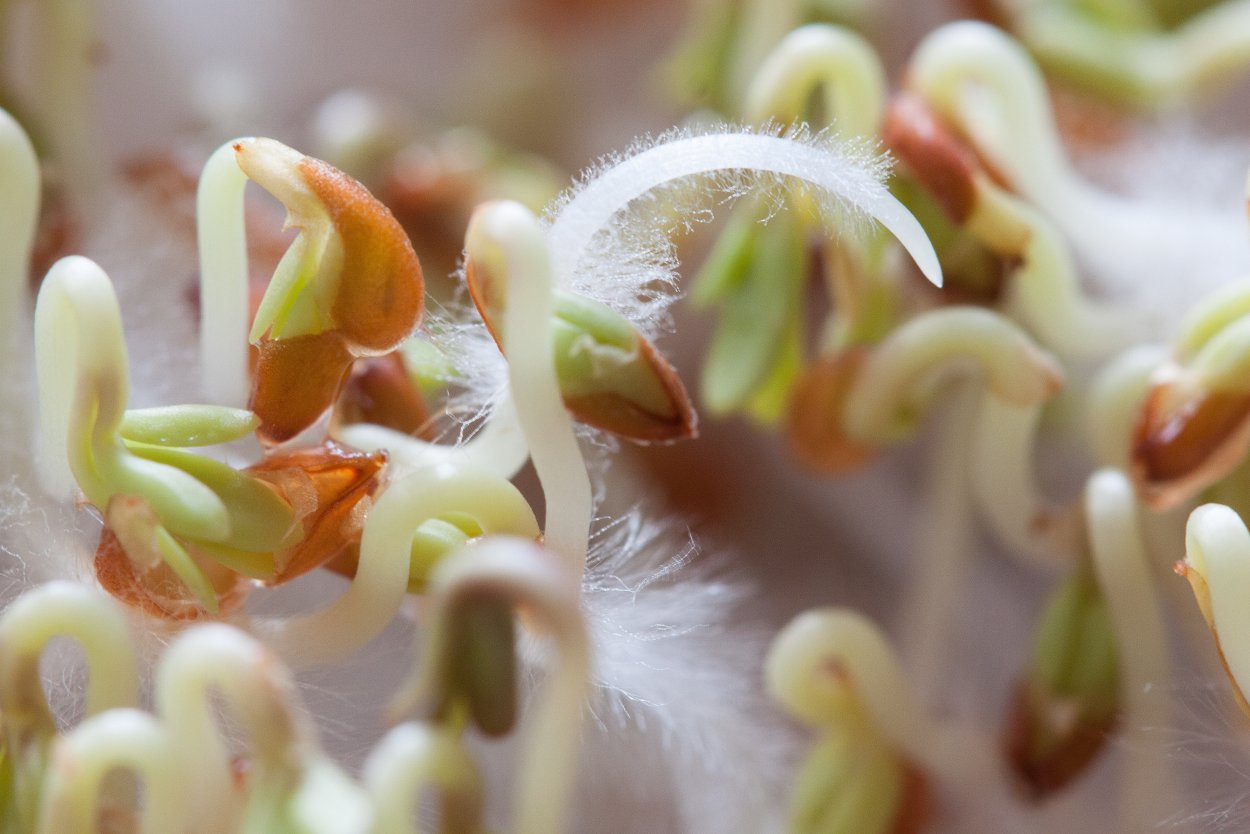 Трава кладония