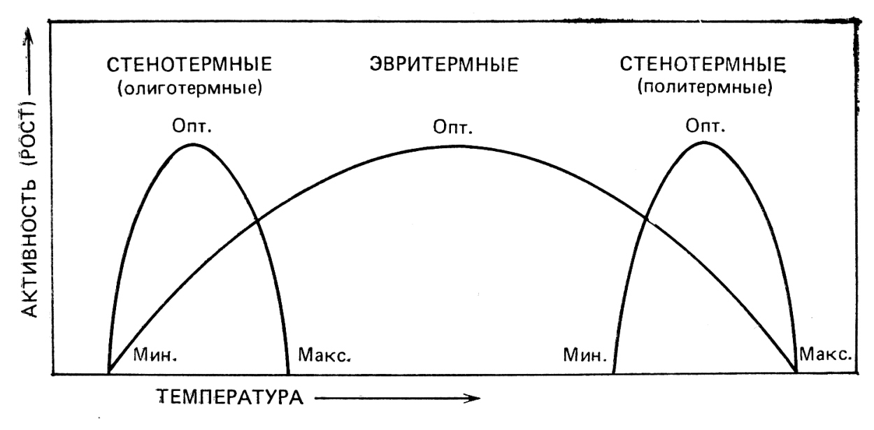 Зеленый лист