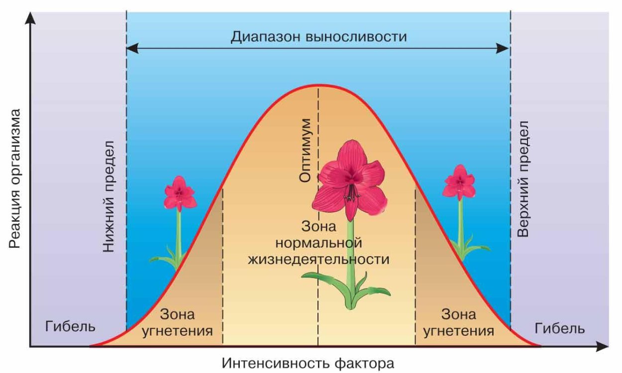 Макросъемка природа