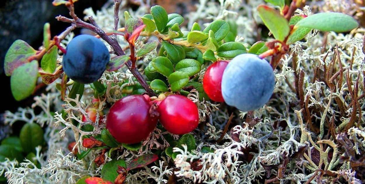 Голубика в тундре