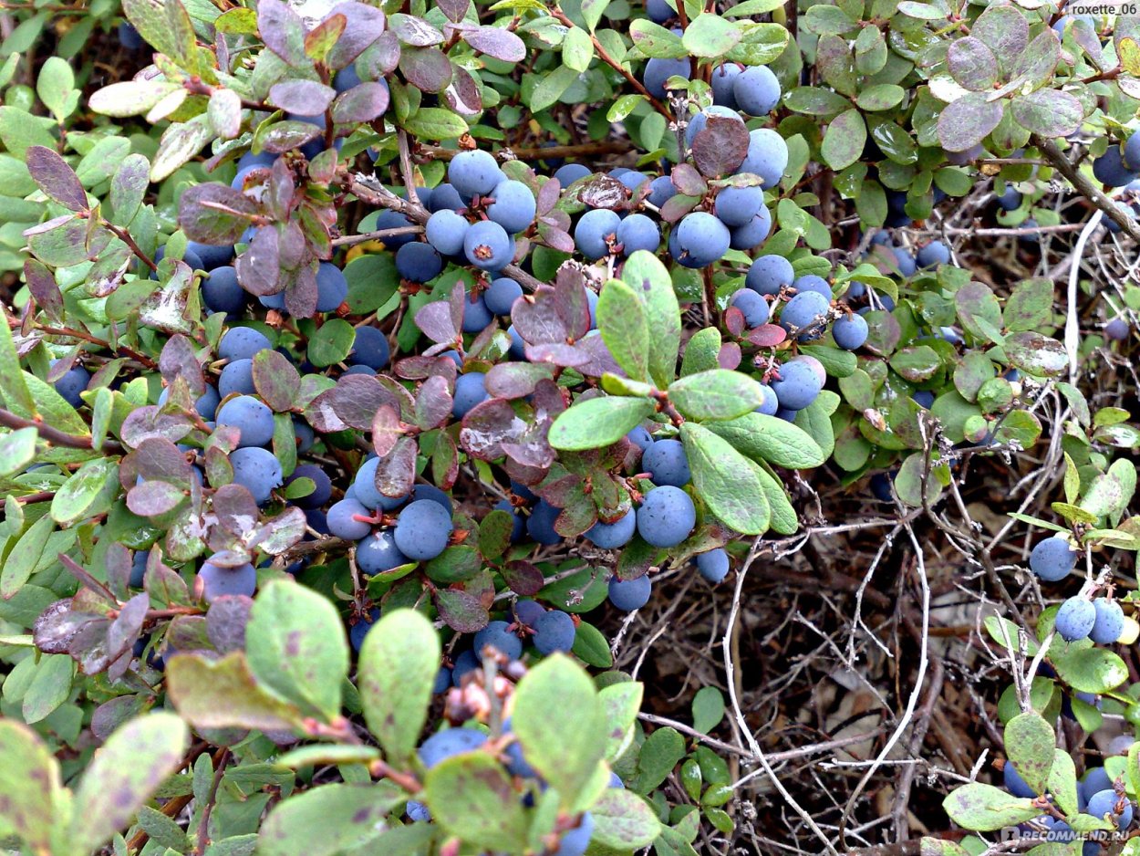 Голубика обыкновенная в тундре