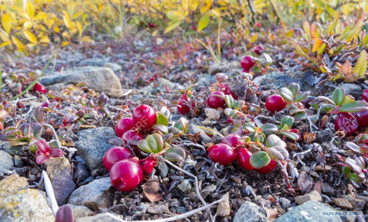 Клюква растет в тундре
