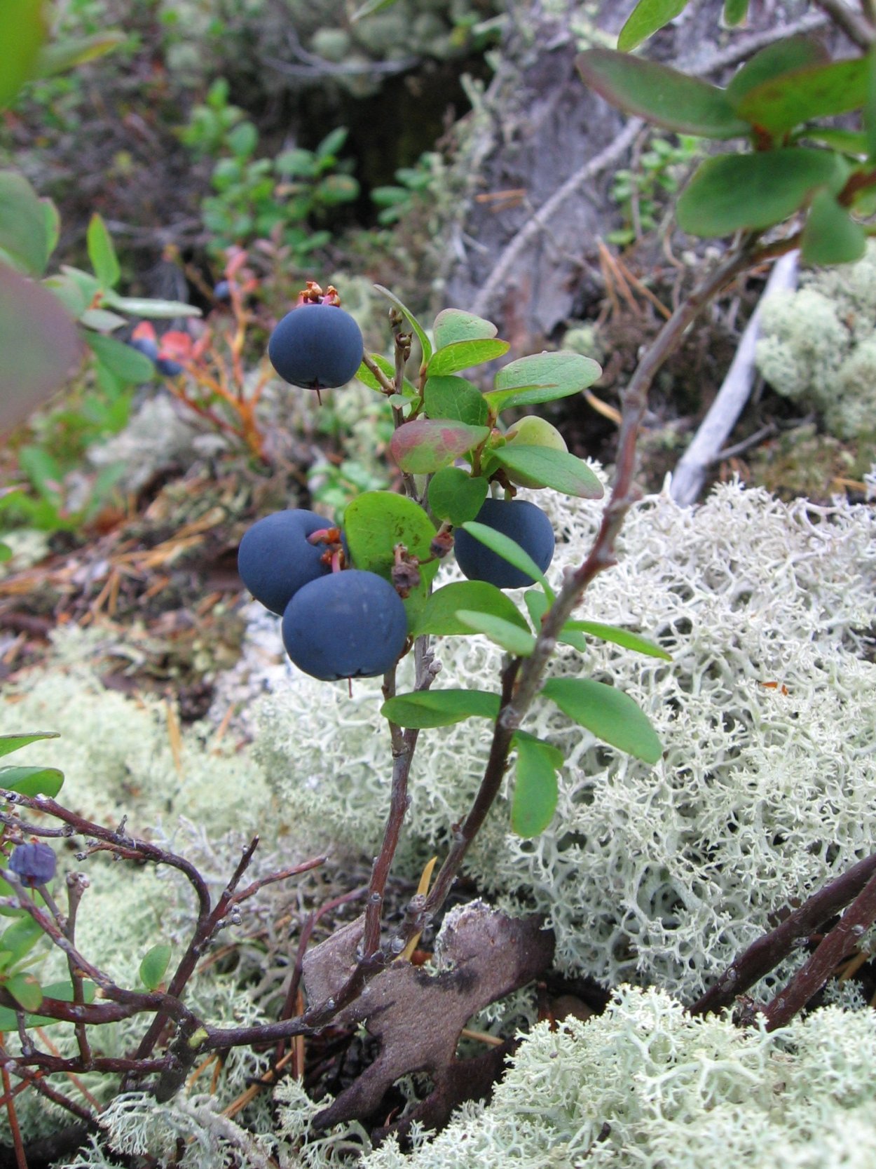 Голубика кустарничек