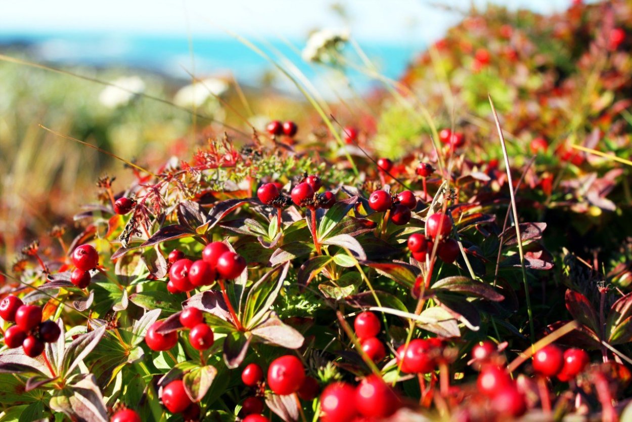 Черника Кольский полуостров