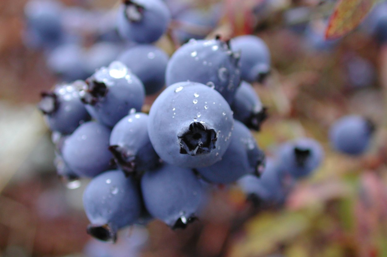 Тундровая голубика