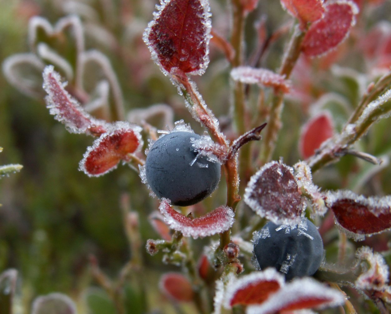 Первые заморозки