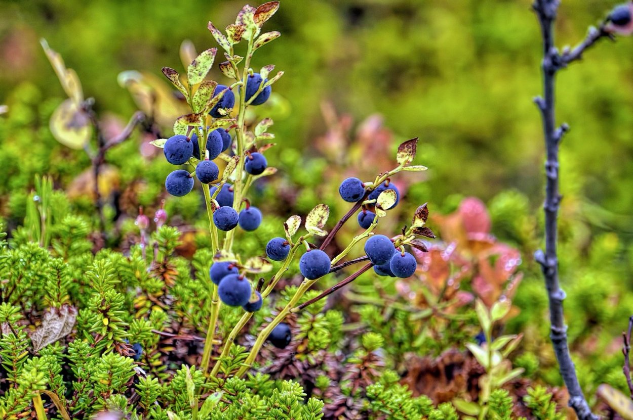 Черника Лесная
