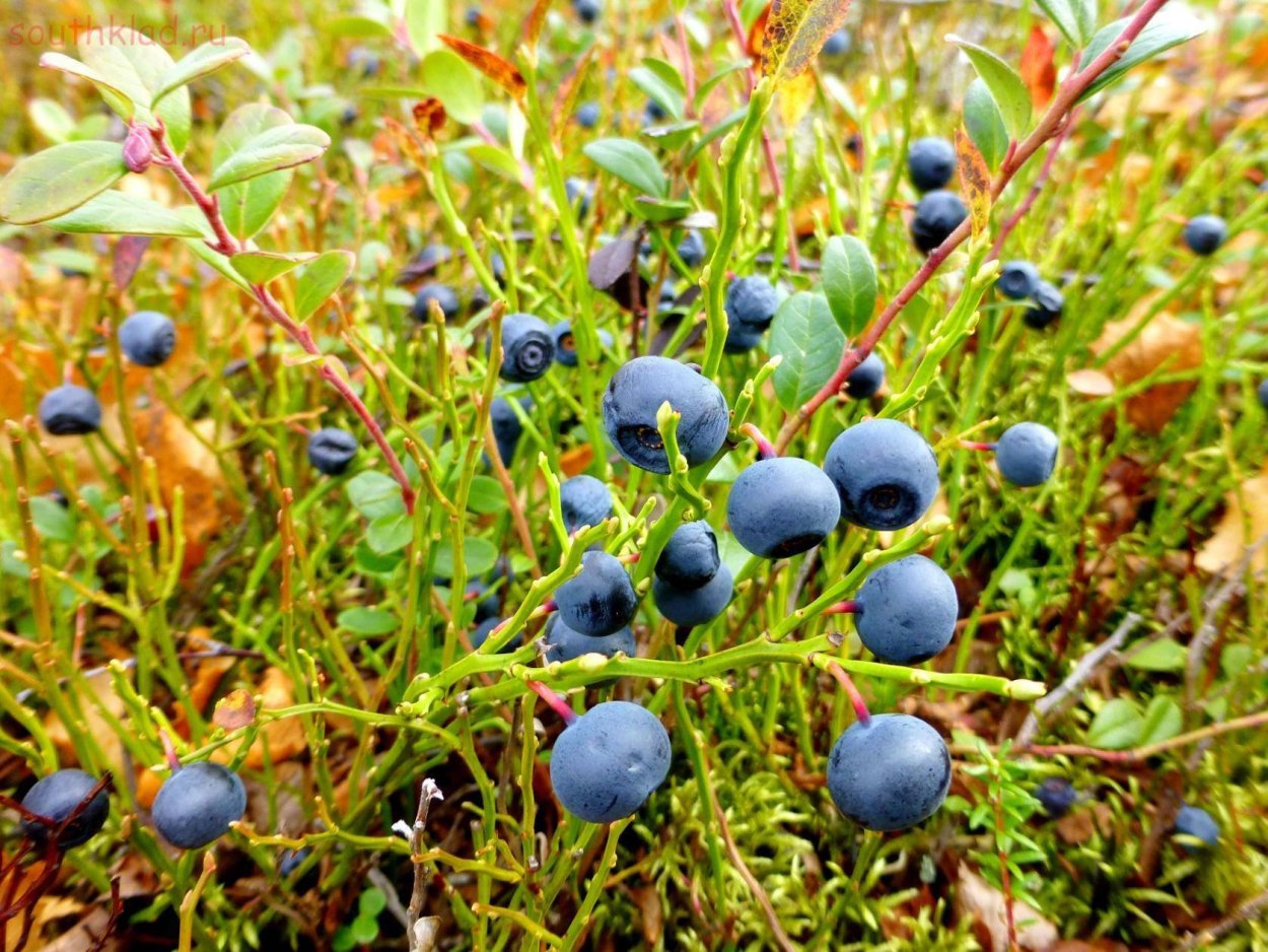 Ягода черника в тундре