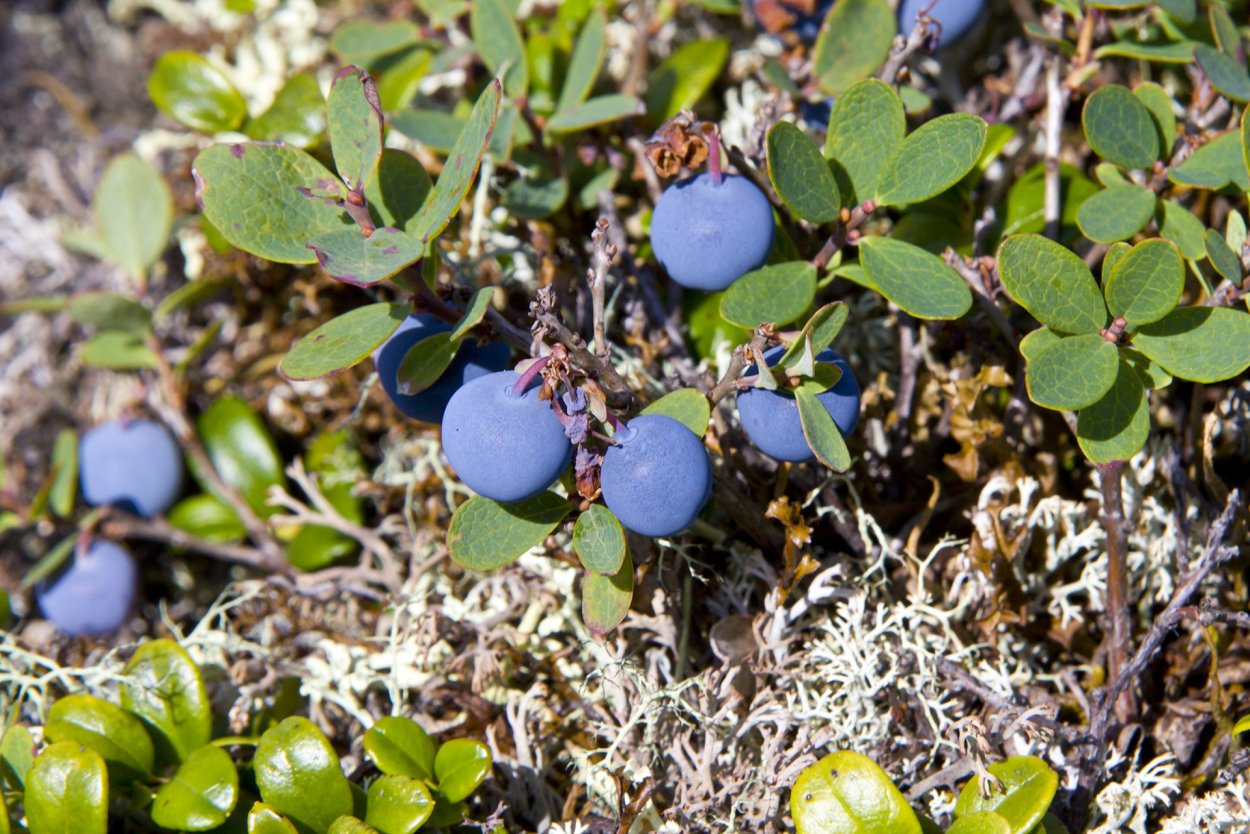 Морошка брусника голубика