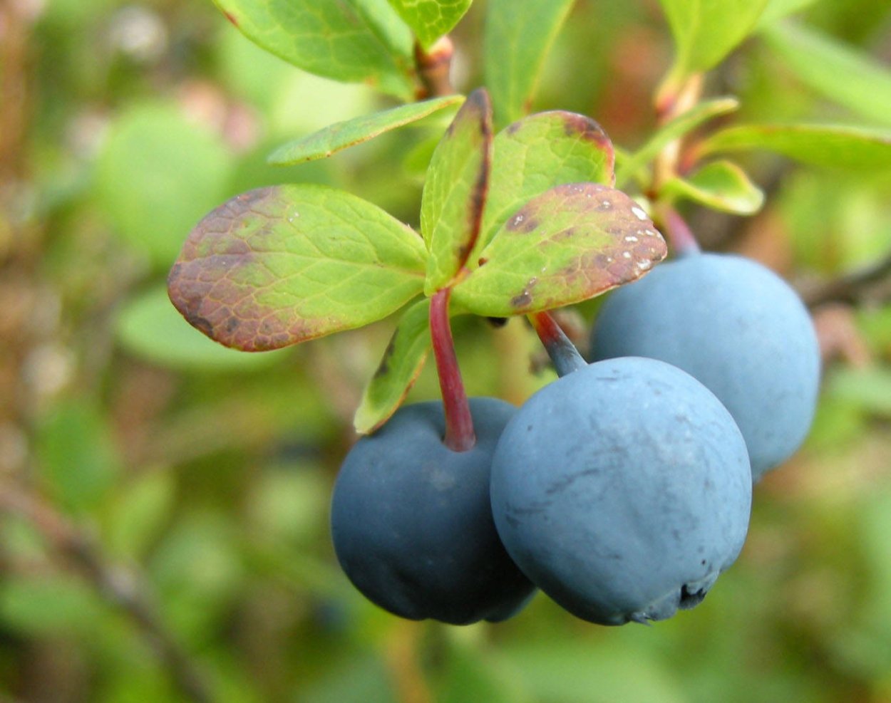 Голубика Лесная Таежная