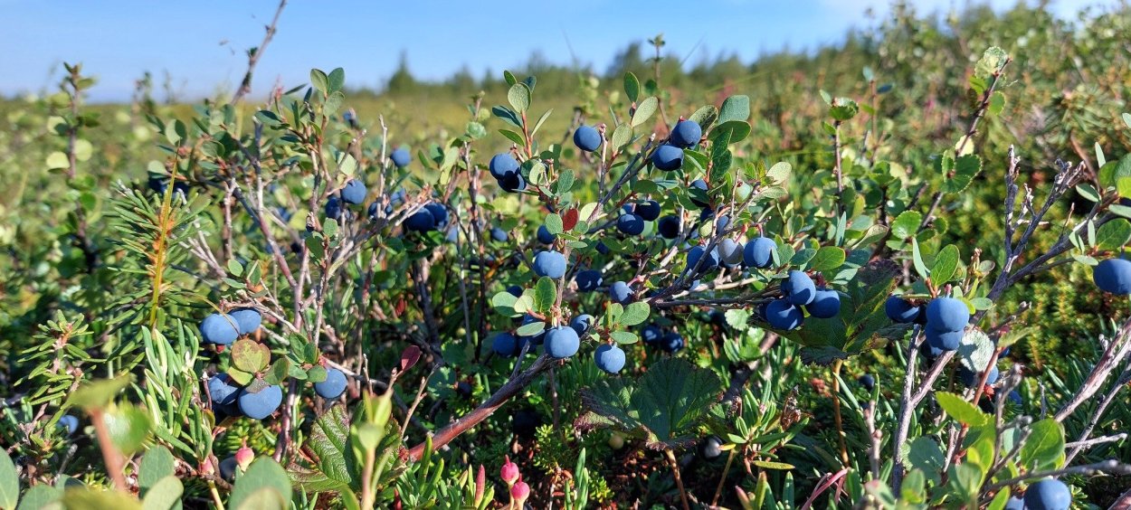 Болезни черники и голубики