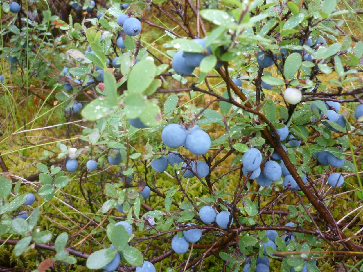 Голубика обыкновенная гонобобель
