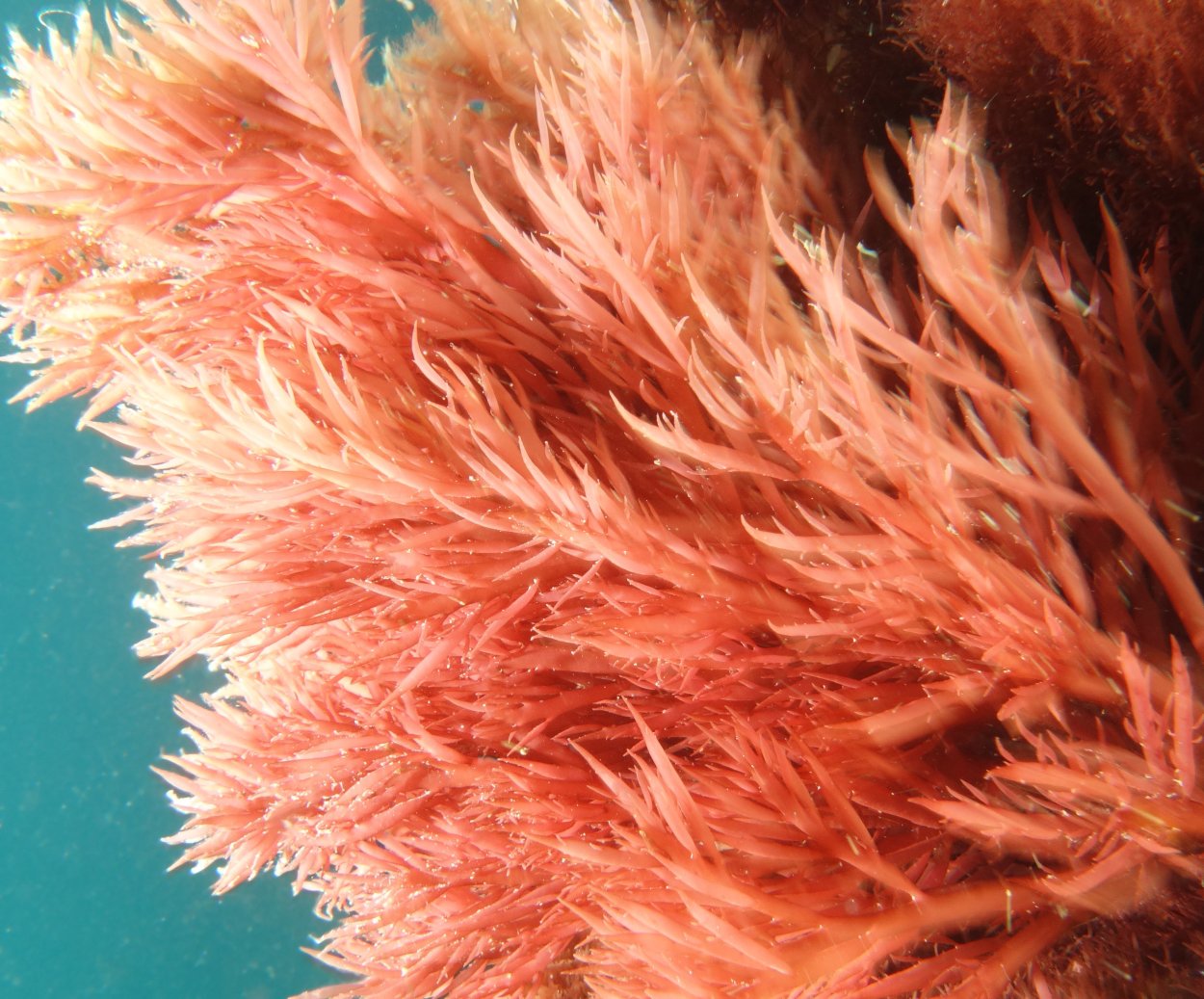 Красные водоросли каллитамнион