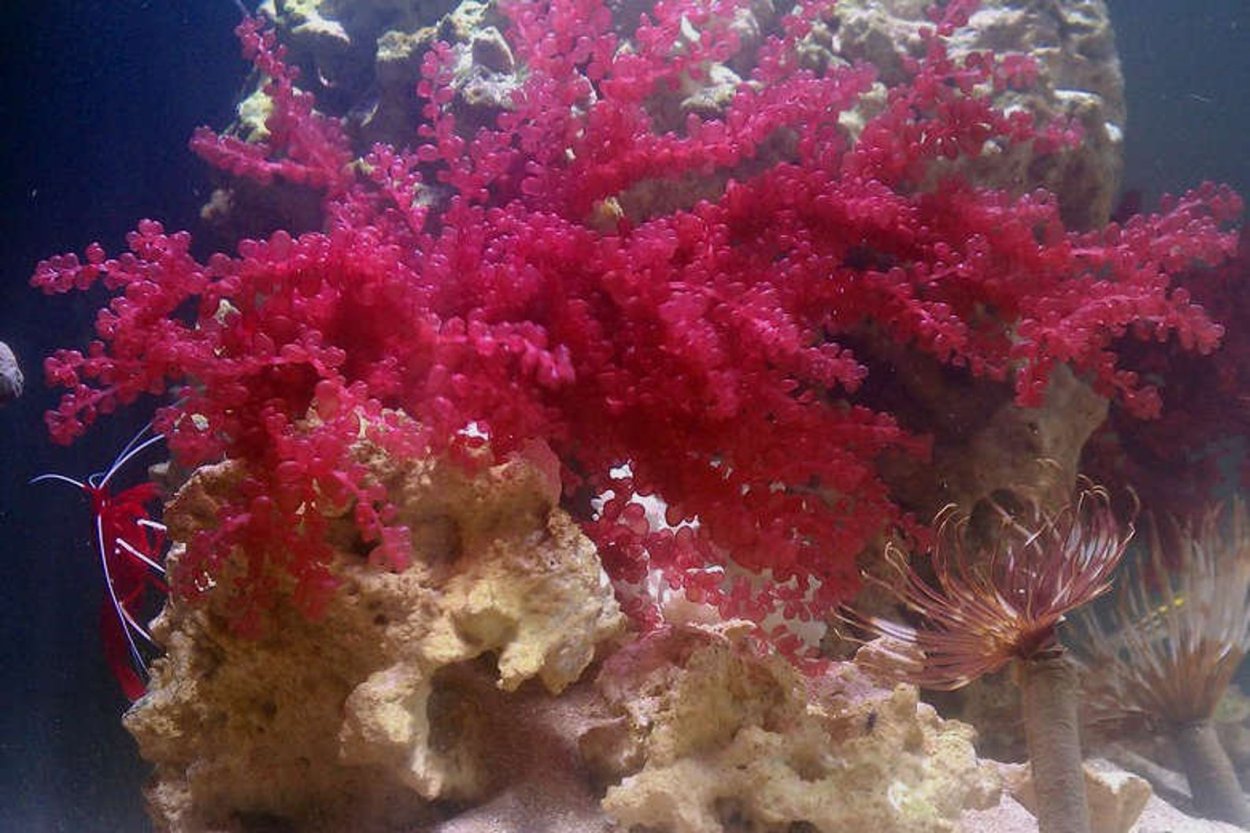 Багрянки водоросли • порфира