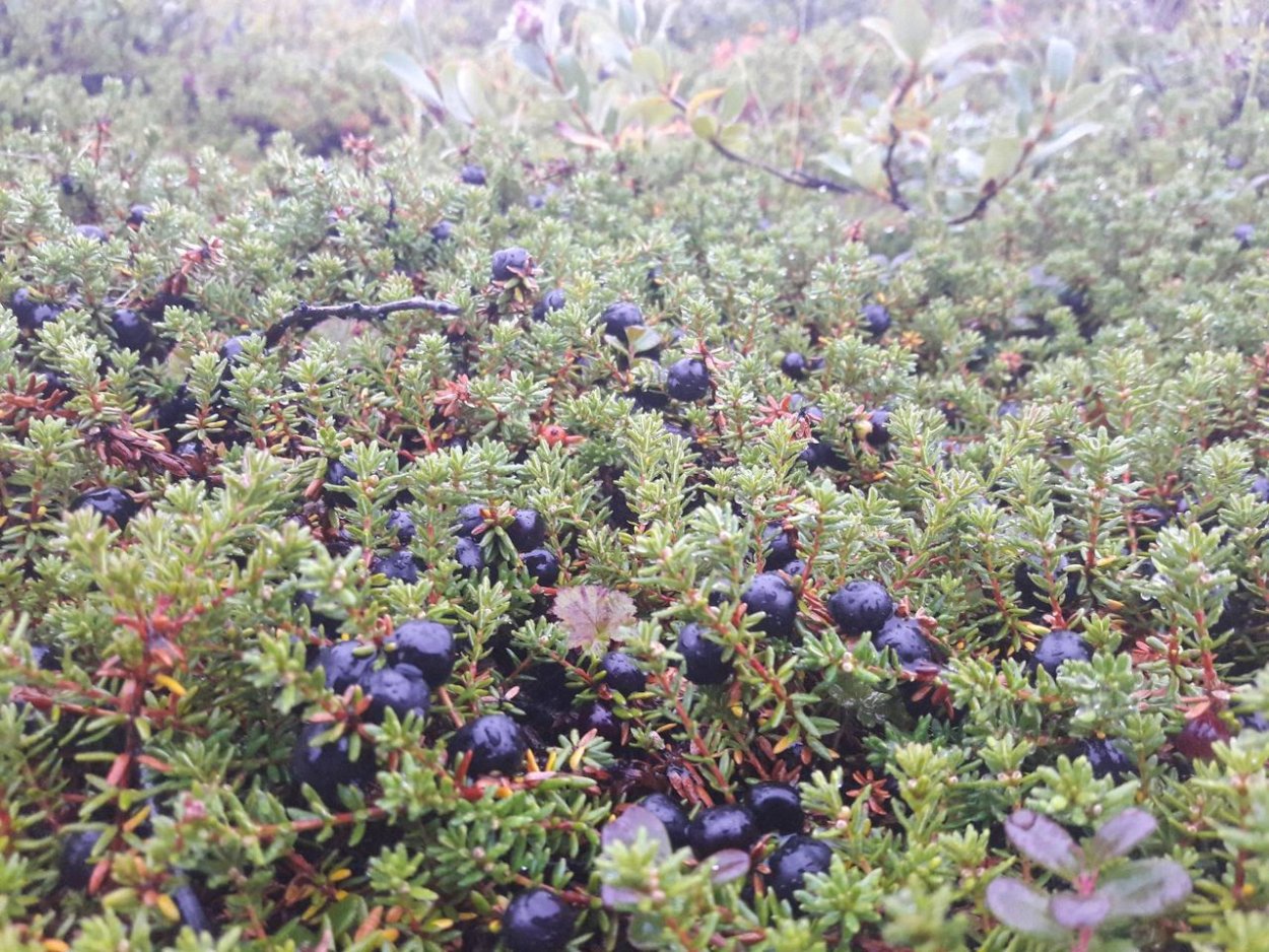Голубика обыкновенная в тундре