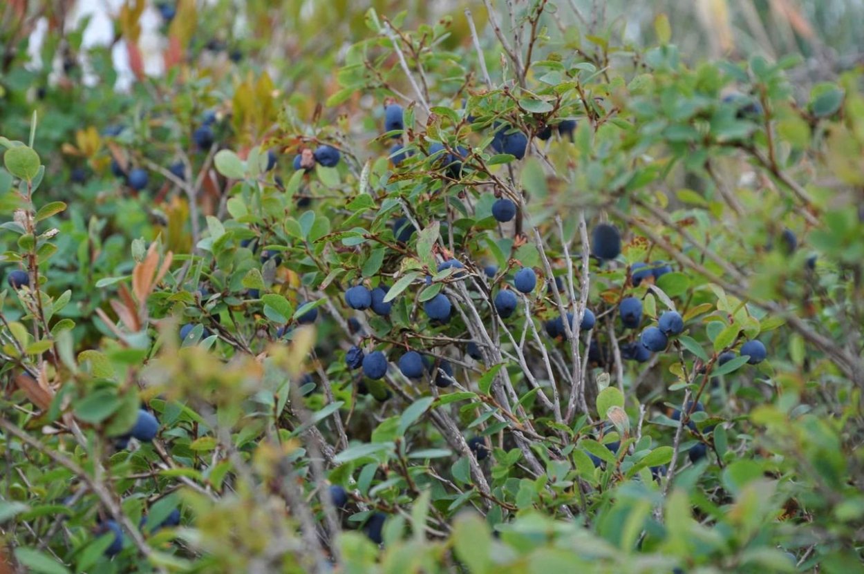 Голубика Сибирская Лесная