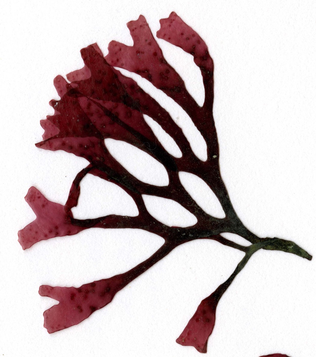 Бангиевые водоросли