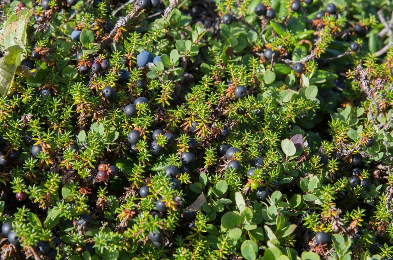 Шикша Камчатка