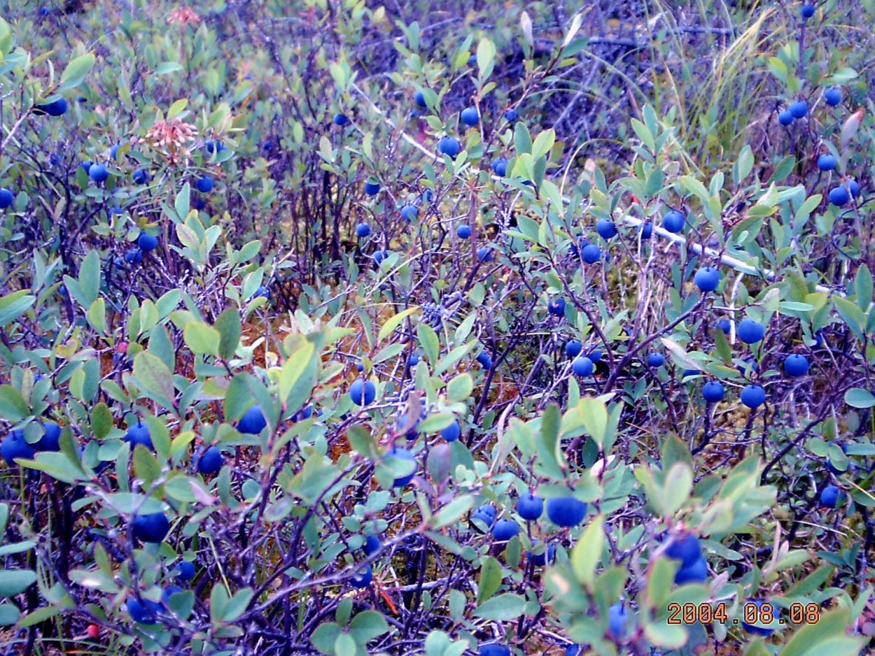 Голубика Лесная