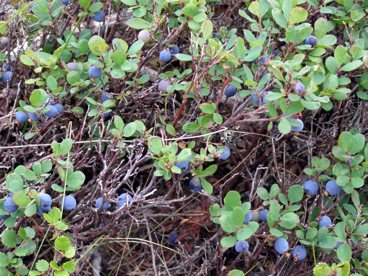 Тундровая голубика