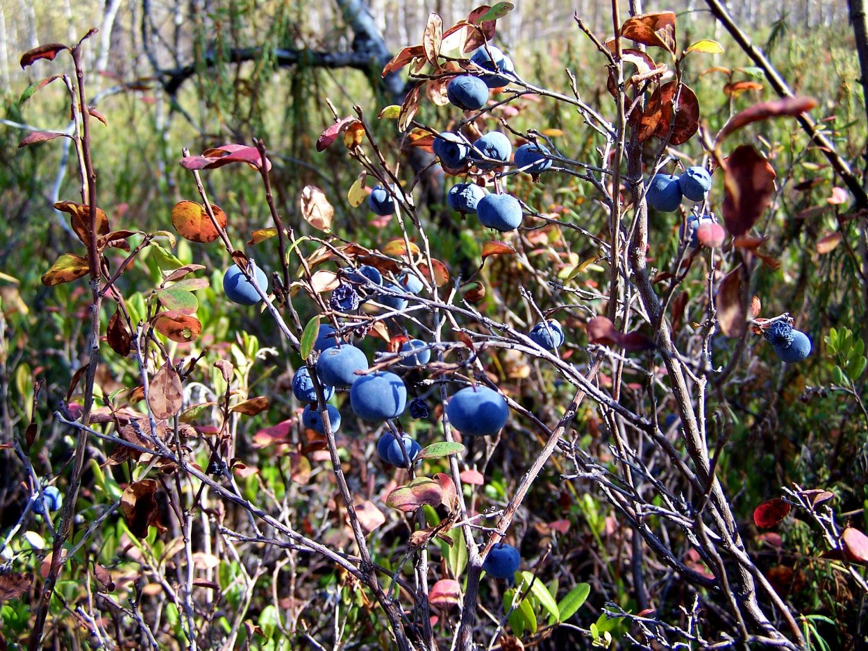 Голубика Лесная куст