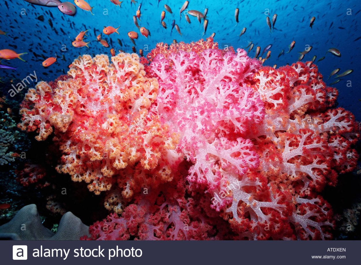 Красные водоросли (Rhodophyta)