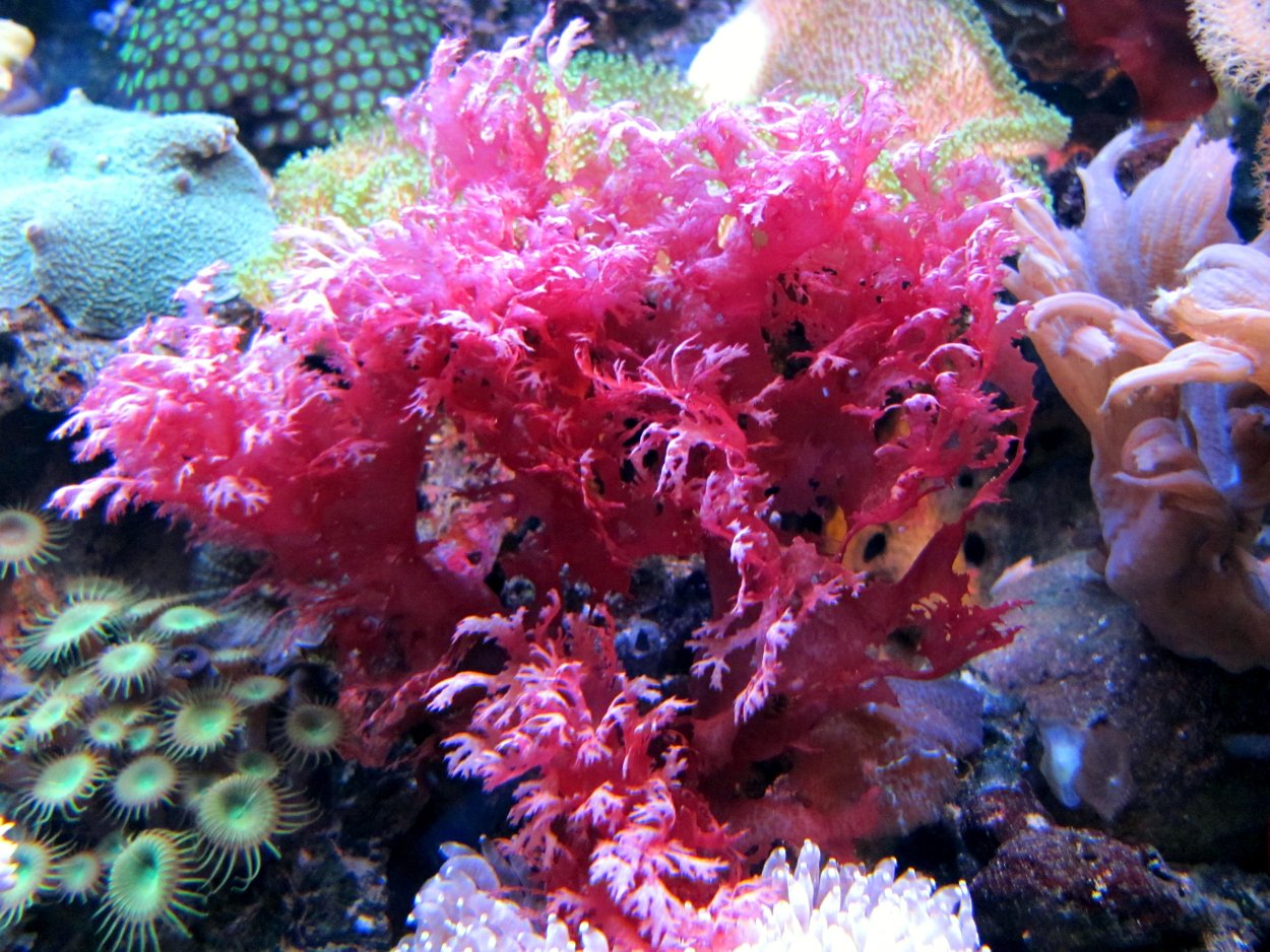 Порфира Филлофора