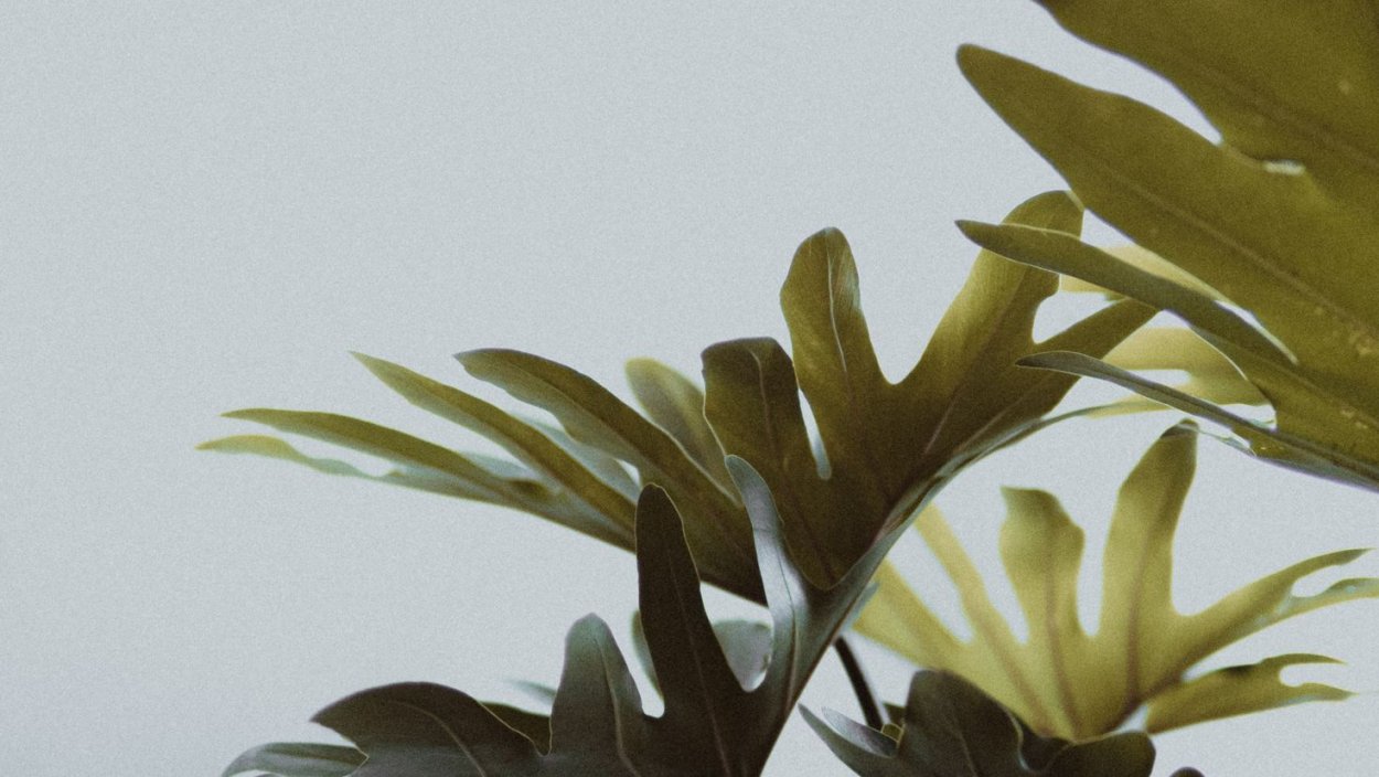 Монстера крупнолистная заросли папоротник