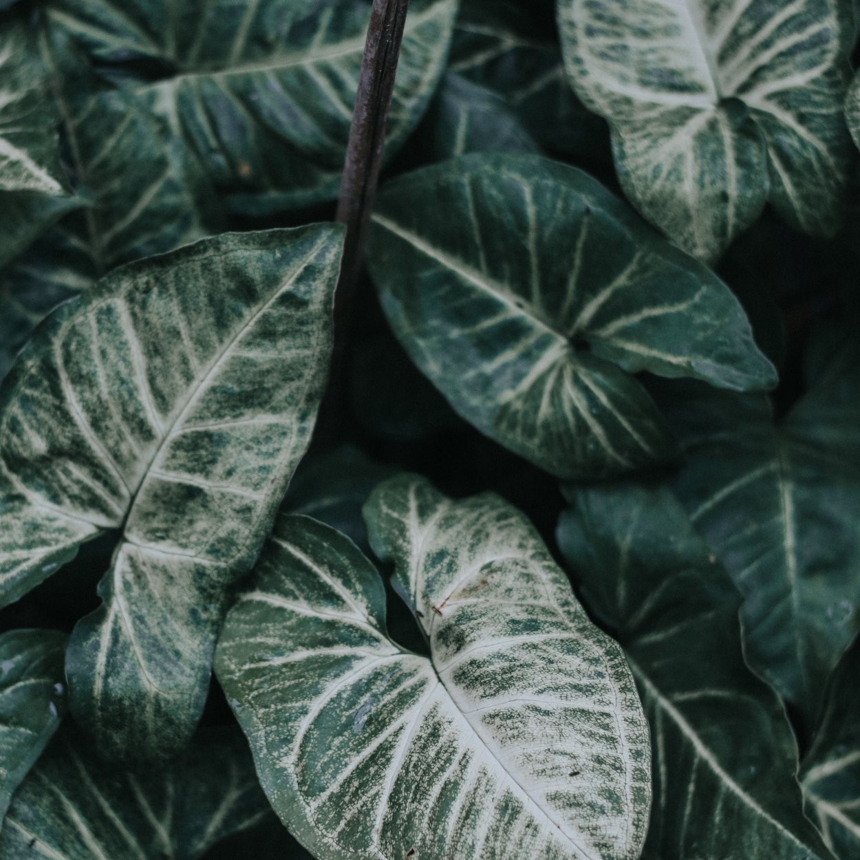 Зеленый лист