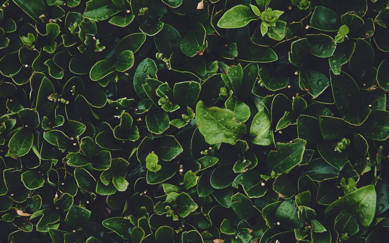 Ботаническая иллюстрация