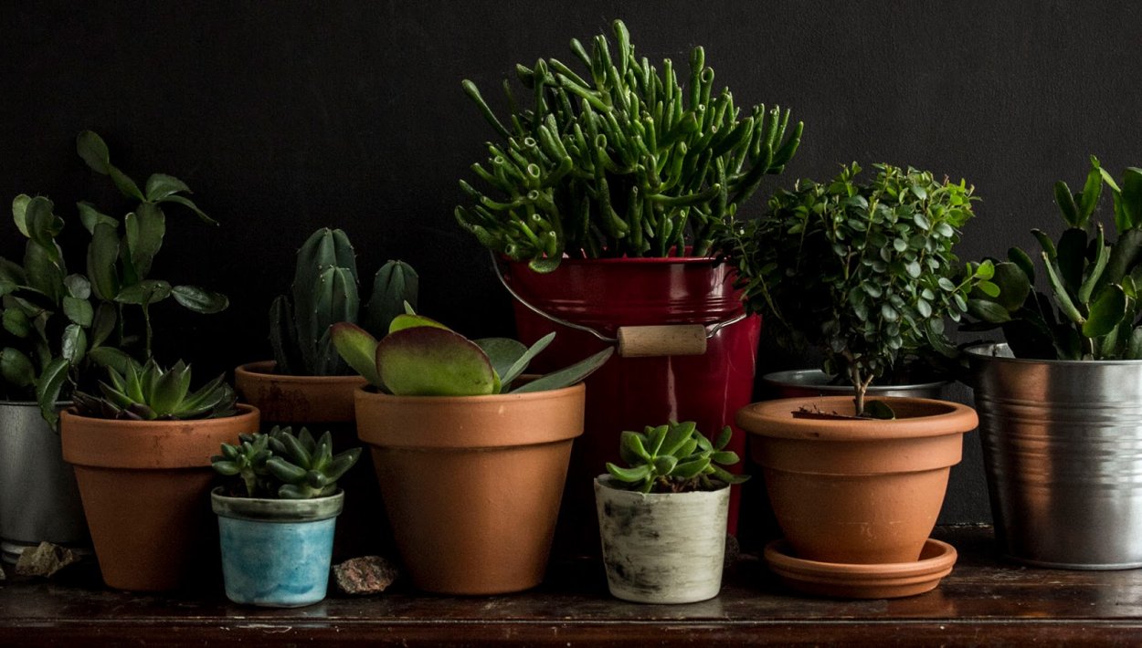 Green растения Эстетика пинтерес