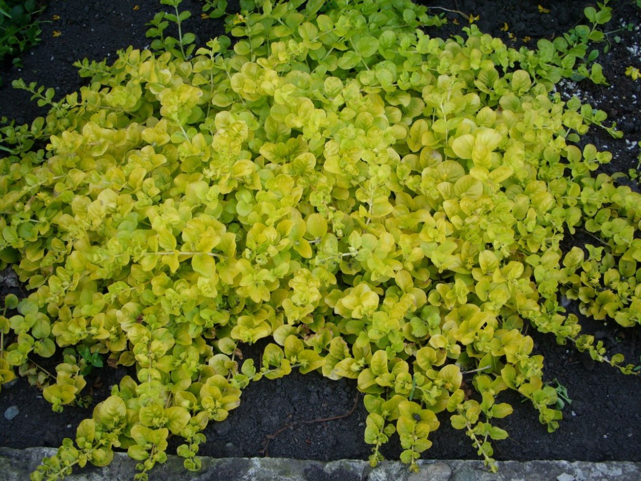 Лизимахия Лиана ампельная