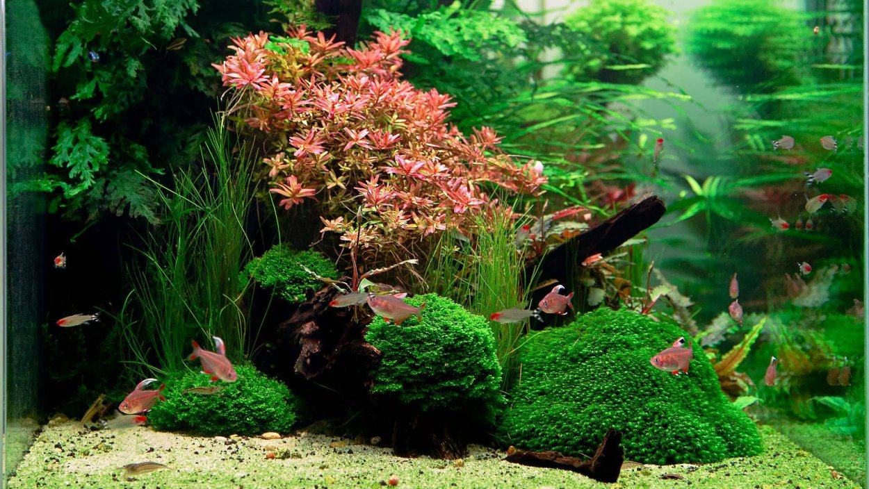 Греен листья фон