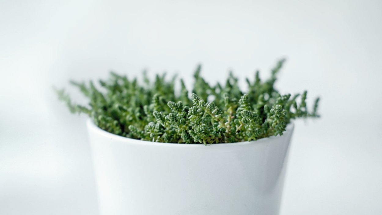 Зеленые листья пальмы