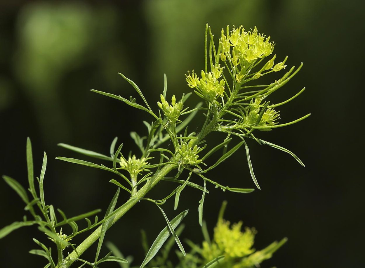 Дескурайния Софии