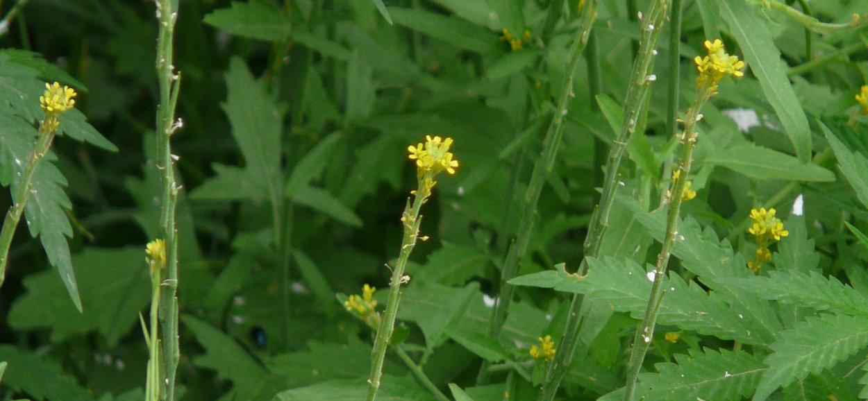 Сорняк гулявник струйчатый