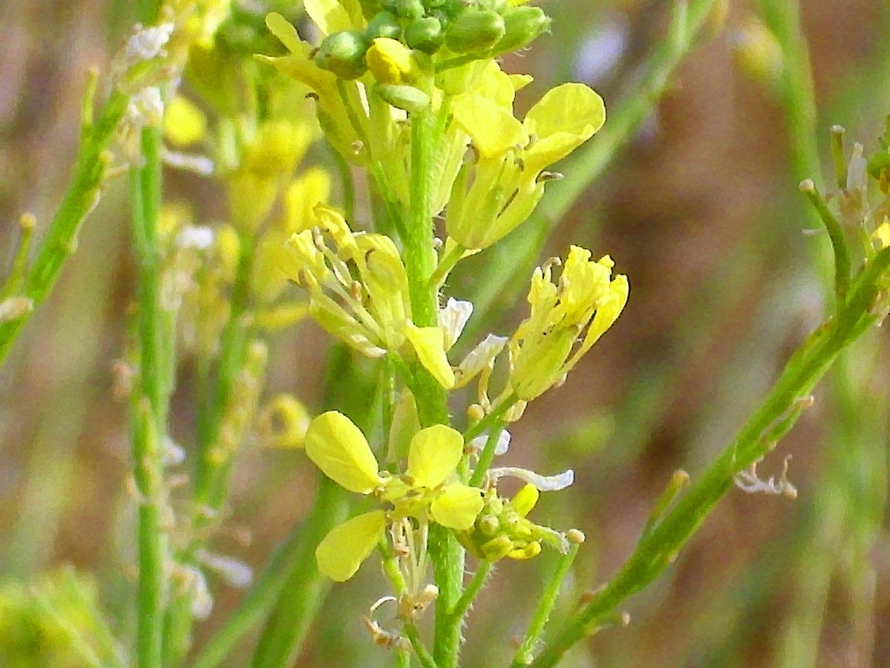Гулявник лекарственный соцветие