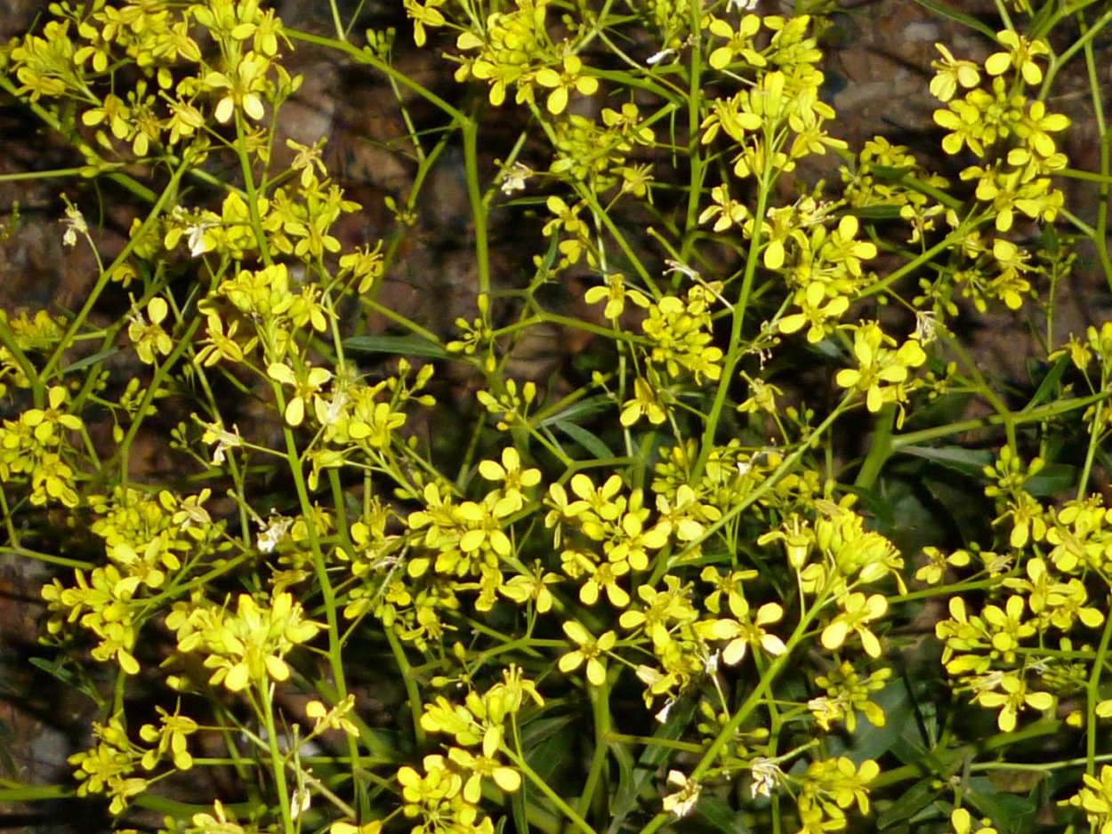 Гулявник лекарственный (Sisymbrium officinale)