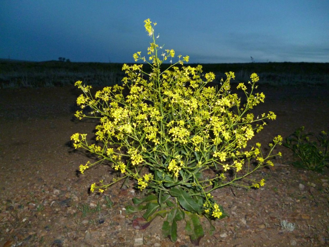 Гулявник Волжский