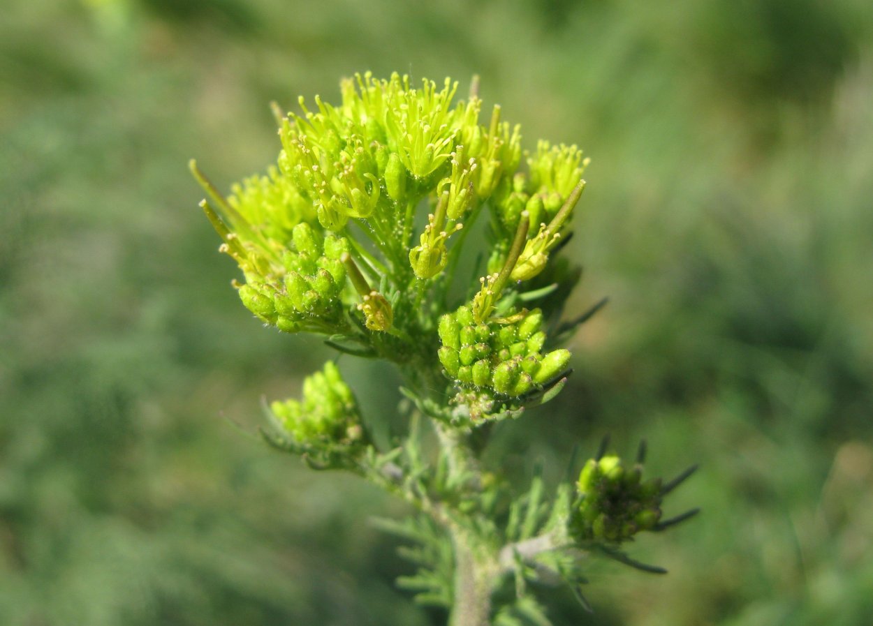 Sisymbrium officinale