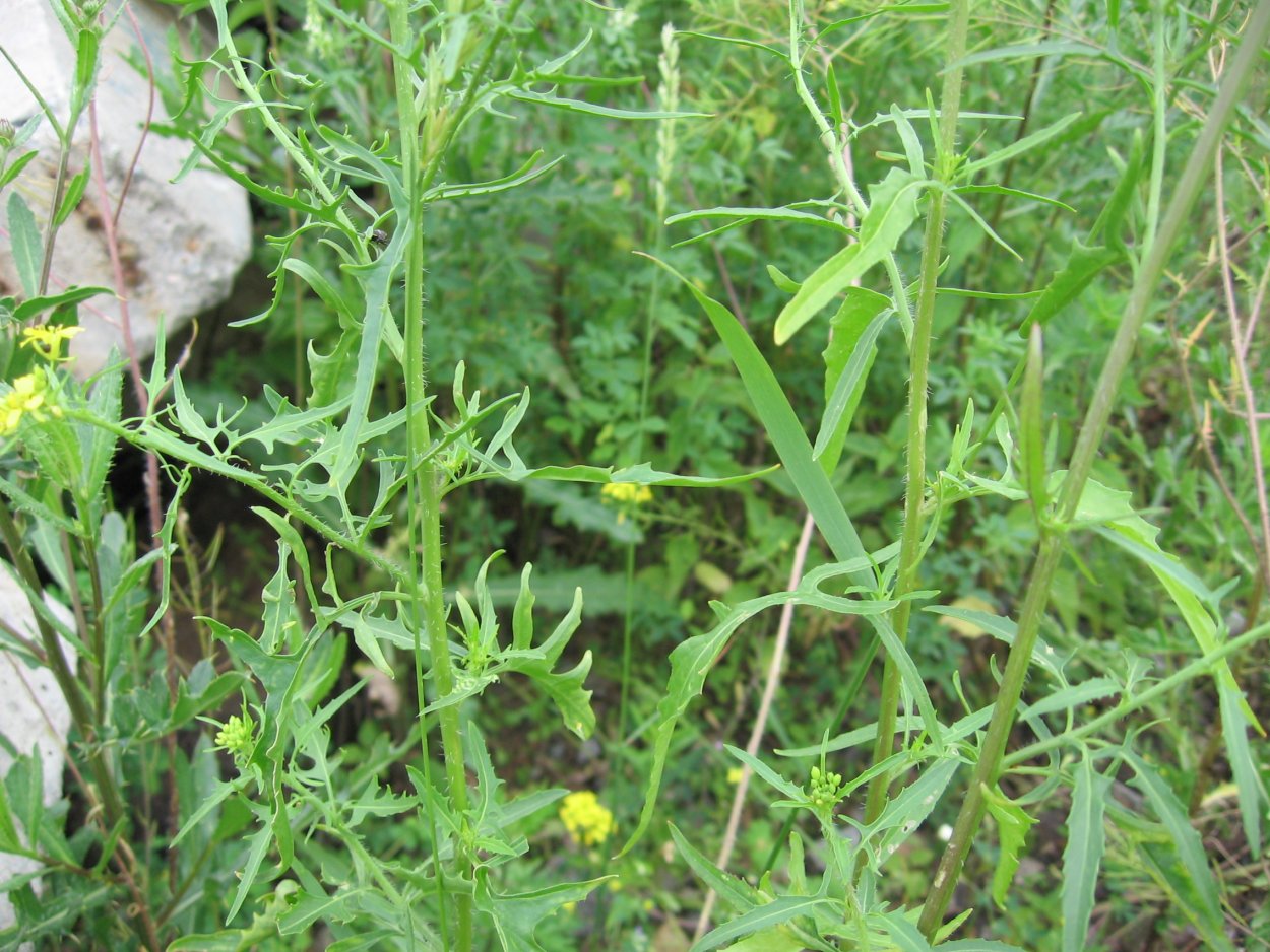 Грыцики трава