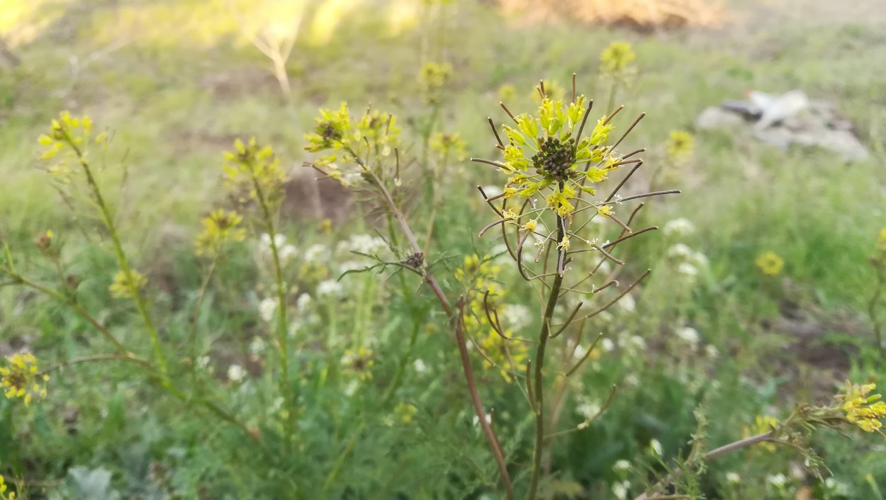 Сурепка Полевая
