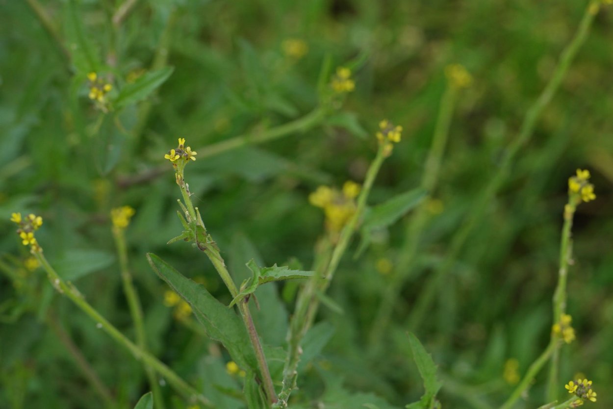 Гулявник изменчивый