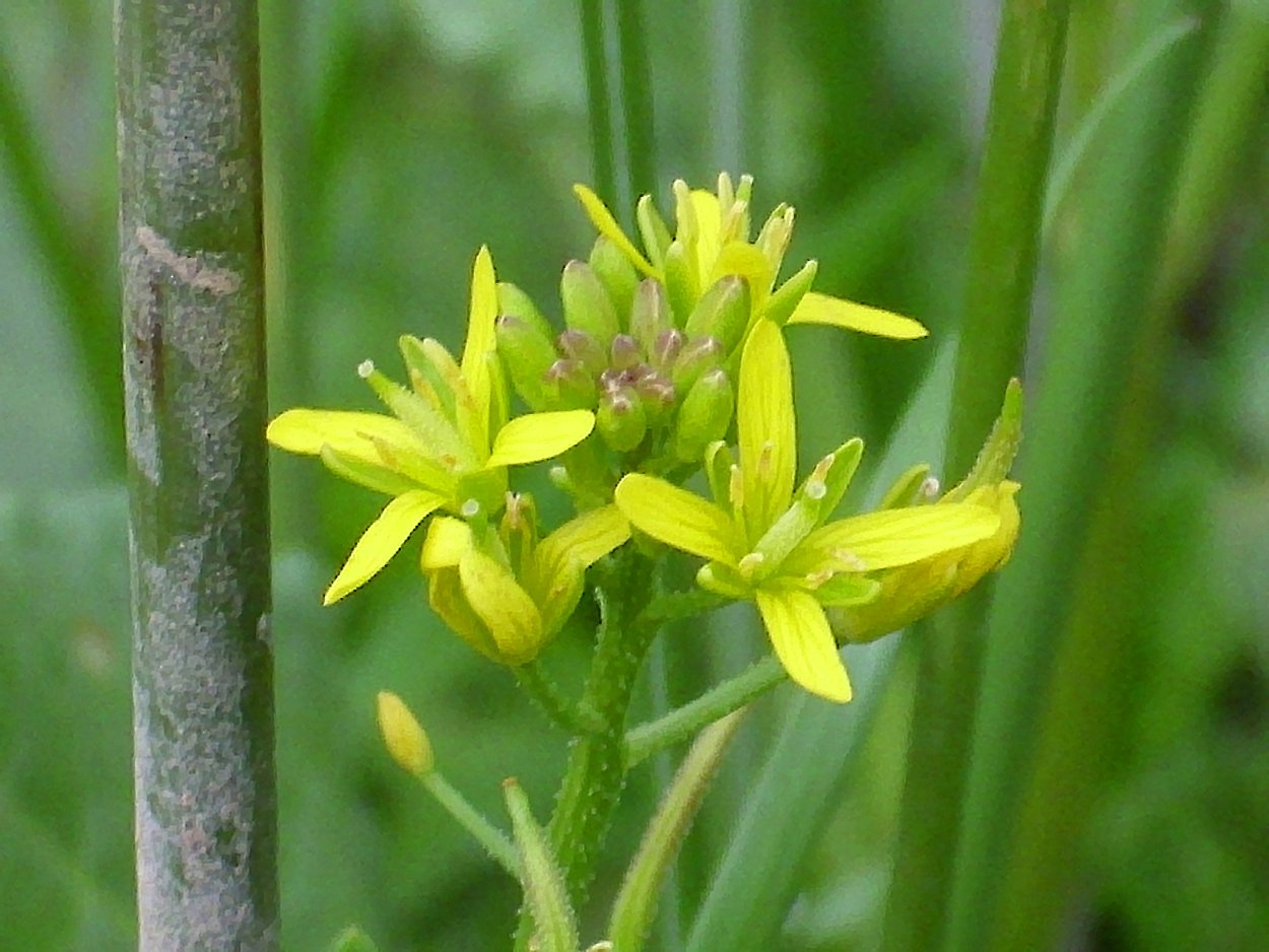 Дескурайния Софии сорняк